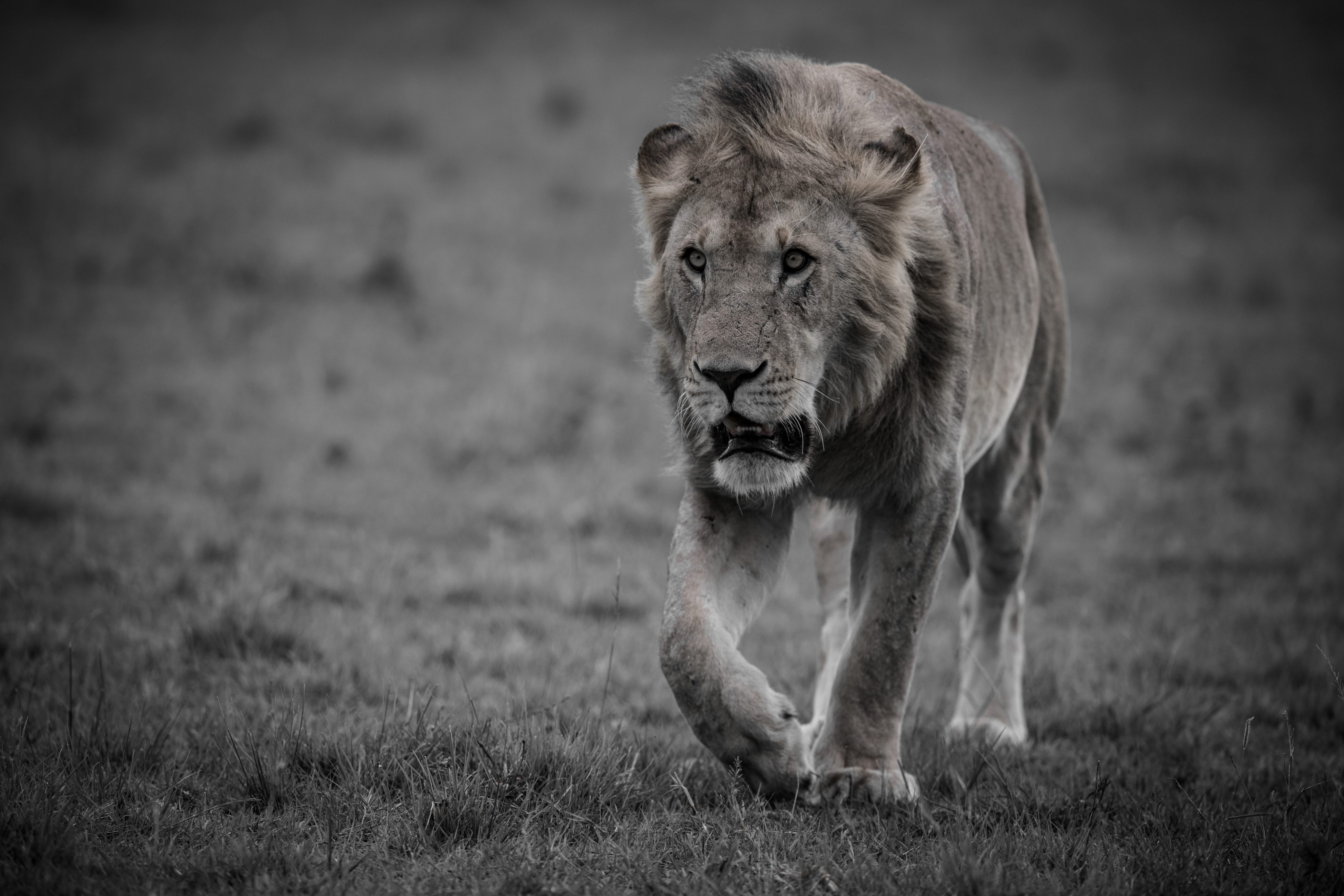 Lions Mating Storyboard | Alexander Labschütz